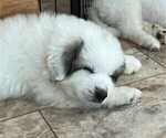 Small Photo #2 Great Pyrenees Puppy For Sale in MOUNT AIRY, NC, USA