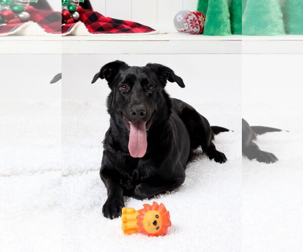 Medium Photo #1 Mutt Puppy For Sale in Rosenberg, TX, USA