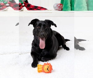 Mutt Dogs for adoption in Rosenberg, TX, USA