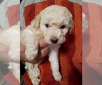 Puppy Mini Male Red Goldendoodle-Poodle (Miniature) Mix
