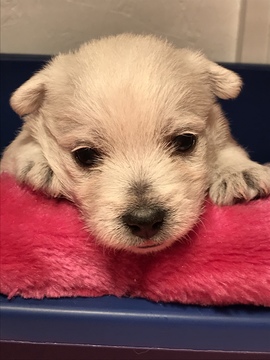 Medium Photo #1 West Highland White Terrier Puppy For Sale in BLUE HILL, NE, USA