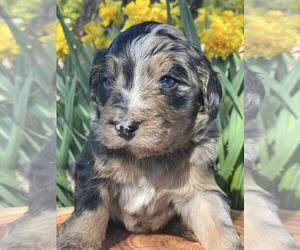 Bernedoodle Puppy for sale in CARLOTTA, CA, USA