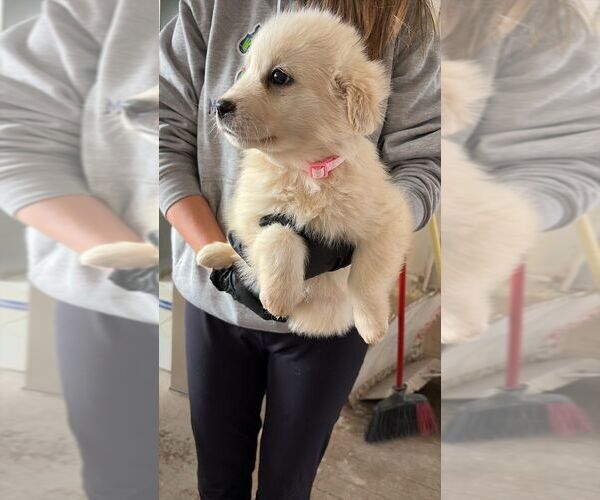 Medium Photo #1 Great Pyrenees-Unknown Mix Puppy For Sale in Calgary, Alberta, Canada
