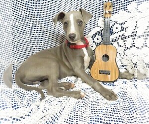 Italian Greyhound Puppy for sale in NORWOOD, MO, USA