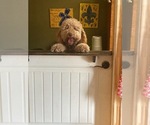 Small Photo #1 Goldendoodle Puppy For Sale in ELKHART, TX, USA