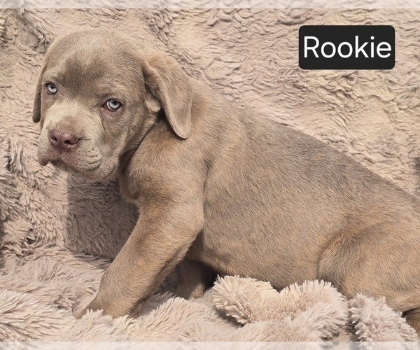 Medium Photo #2 Cane Corso Puppy For Sale in MINERAL WELLS, WV, USA