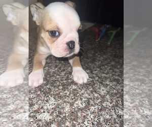 Bulldog Puppy for sale in EFFINGHAM, IL, USA