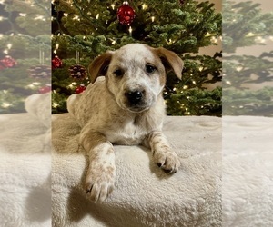 Australian Cattle Dog-Red Heeler Mix Puppy for sale in HILLSBORO, WI, USA