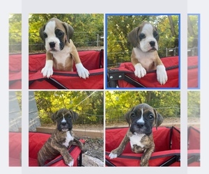Boxer Puppy for sale in ARVADA, CO, USA