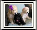Small Photo #18 Sheepadoodle Puppy For Sale in RIALTO, CA, USA
