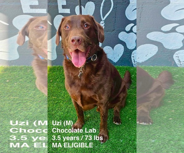 Medium Photo #1 Labrador Retriever-Unknown Mix Puppy For Sale in pomfret, CT, USA