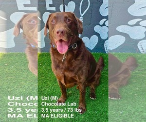 Labrador Retriever-Unknown Mix Dogs for adoption in pomfret, CT, USA