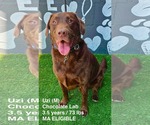 Small Labrador Retriever Mix
