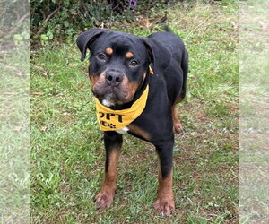 Rokkie - Male Rottweiler-Unknown Mix Dog for Adoption - Photo #2