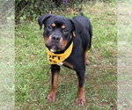 Small Photo #2 Rottweiler-Unknown Mix Puppy For Sale in Spring Lake, NJ, USA