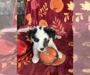 Kodiak - Male Collie-Unknown Mix Dog for Adoption - Photo #3