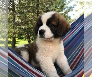 Saint Bernard Puppy for sale in MARENGO, WI, USA