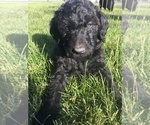 Small Photo #5 Labloodhound-Labradoodle Mix Puppy For Sale in MEINERS OAKS, CA, USA