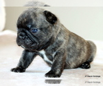 Small #16 French Bulldog
