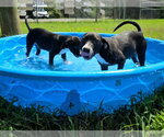 Small #3 Beagle Mix