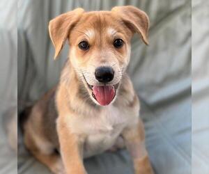 Napoleon Dynamite Pup - Rico - Adopted! - Male Labrador Retriever-Unknown Mix Dog for Adoption - Photo #2