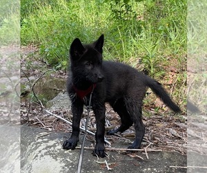 Wolf Hybrid Dog for Adoption in FORT PAYNE, Alabama USA