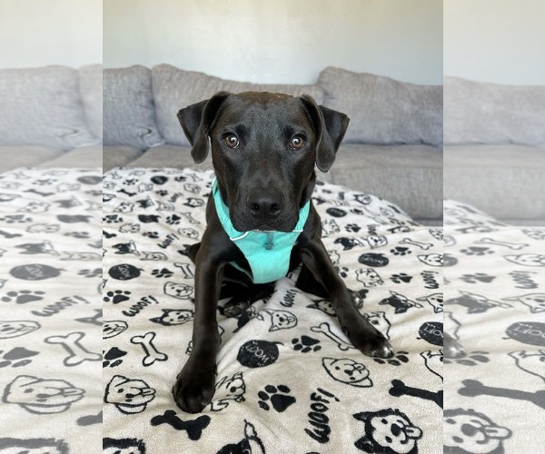 Medium Photo #11 American Pit Bull Terrier-Unknown Mix Puppy For Sale in Minneapolis, MN, USA