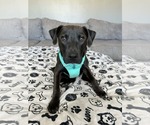 Small #10 American Pit Bull Terrier Mix