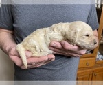 Small #1 Goldendoodle