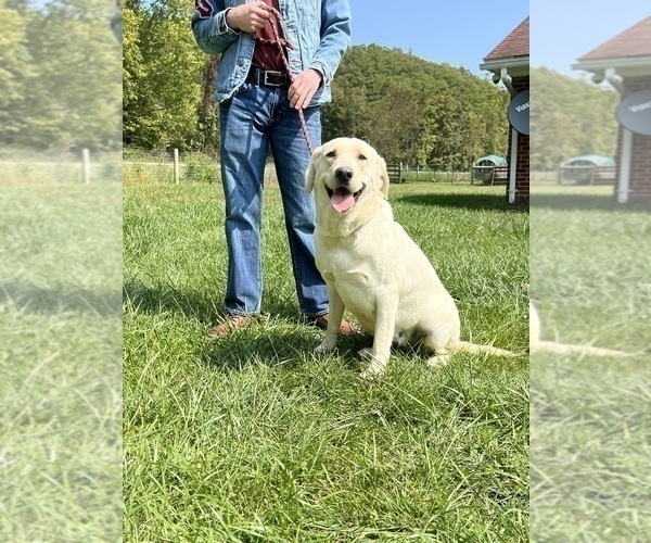 Medium Photo #1 Labrador Retriever Puppy For Sale in NEOLA, WV, USA