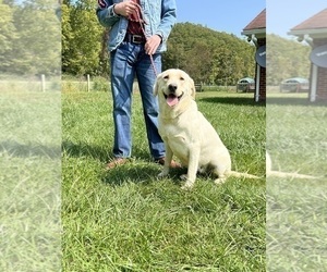 Mother of the Labrador Retriever puppies born on 09/18/2025