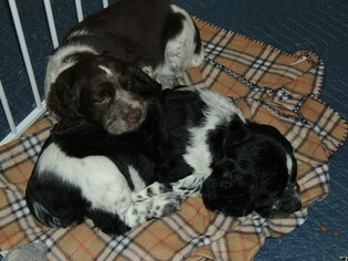 English Springer Spaniel Puppy for sale in ARVADA, CO, USA