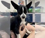 Small #1 Chihuahua Mix