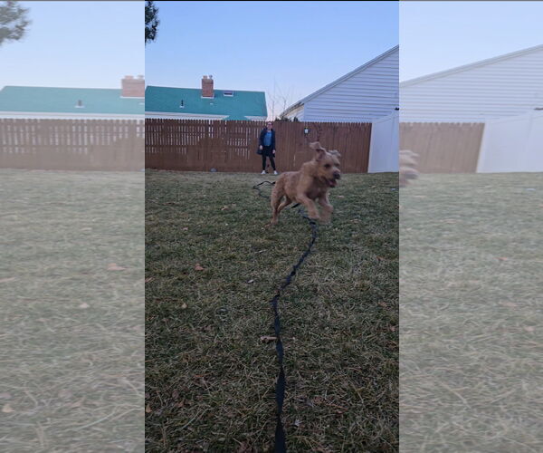 Medium Photo #14 Golden Retriever-Unknown Mix Puppy For Sale in Sandy, UT, USA