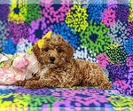 Small Photo #4 Poodle (Miniature) Puppy For Sale in CHRISTIANA, PA, USA