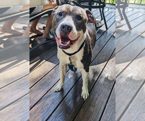 Medium Photo #4 American Pit Bull Terrier-American Staffordshire Terrier Mix Puppy For Sale in Princeton, MN, USA