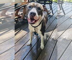 Small #3 American Pit Bull Terrier-American Staffordshire Terrier Mix