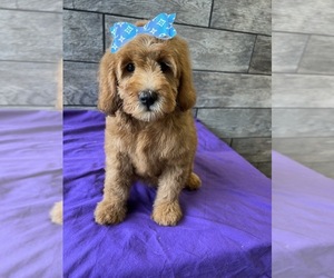 Goldendoodle (Miniature) Puppy for sale in RICHMOND, IL, USA