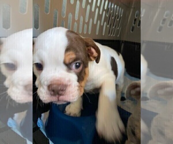 Medium Photo #4 English Bulldog Puppy For Sale in TULARE, CA, USA
