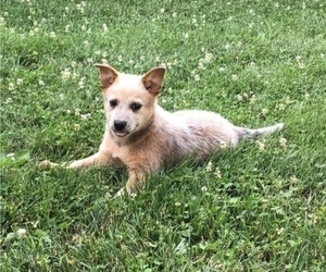 Australian Cattle Dog Puppy for sale in AUGSBURG, IL, USA