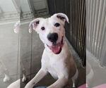 Small #1 Boxer Mix