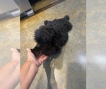 Small Photo #4 F2 Aussiedoodle Puppy For Sale in BUSH, LA, USA