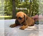 Small #1 Airedale Terrier Mix