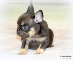 Small #5 French Bulldog