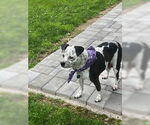 Small #8 American Pit Bull Terrier Mix