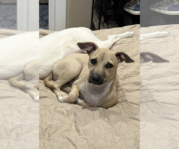 Medium Photo #15 Black Mouth Cur-Labrador Retriever Mix Puppy For Sale in Rockaway, NJ, USA
