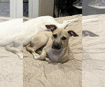 Small #14 Black Mouth Cur-Labrador Retriever Mix