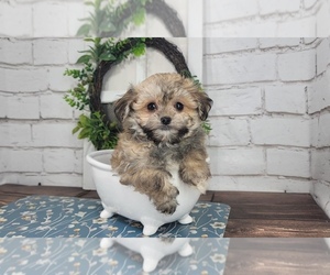 Havanese Puppy for sale in NAPLES, FL, USA