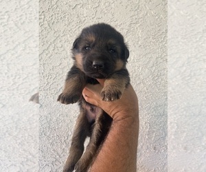 German Shepherd Dog Puppy for sale in VACAVILLE, CA, USA