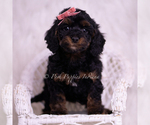Small #4 Poodle (Miniature)